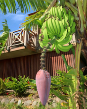 Загрузить изображение в средство просмотра галереи, Недвижимость Доминика LOT-DM03 - AAAA ADVISER LLC